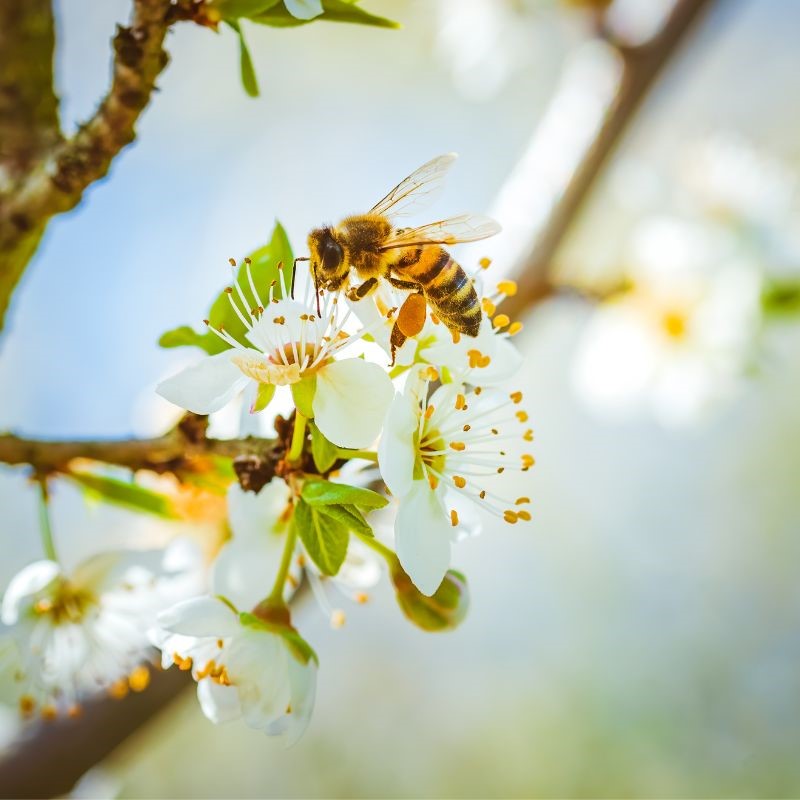 Bridging the Gap: How Pollinators Connect Flowers and Foster Bountiful Blooms