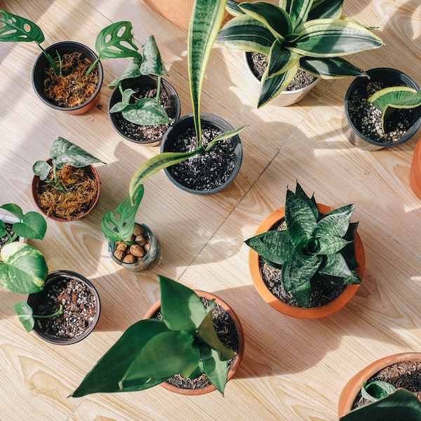Indoor Plants: 10 Benefits for Health and Happiness