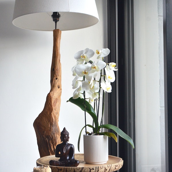 The Ultimate Phalaenopsis Orchid Care Guide: Everything You Need to Know to Maintain Beautiful Blooms