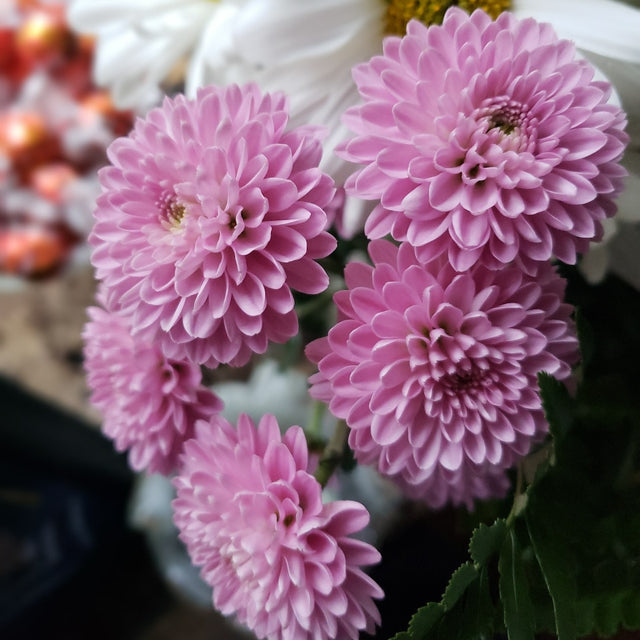Top 10 Stunning Birthday Flowers to Brighten Up Someone's Day