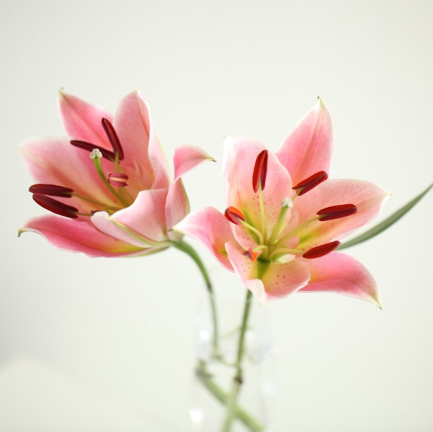 The Meaning of Lily Flowers: Colors and Symbolism