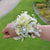 white rose corsage | prom corsage