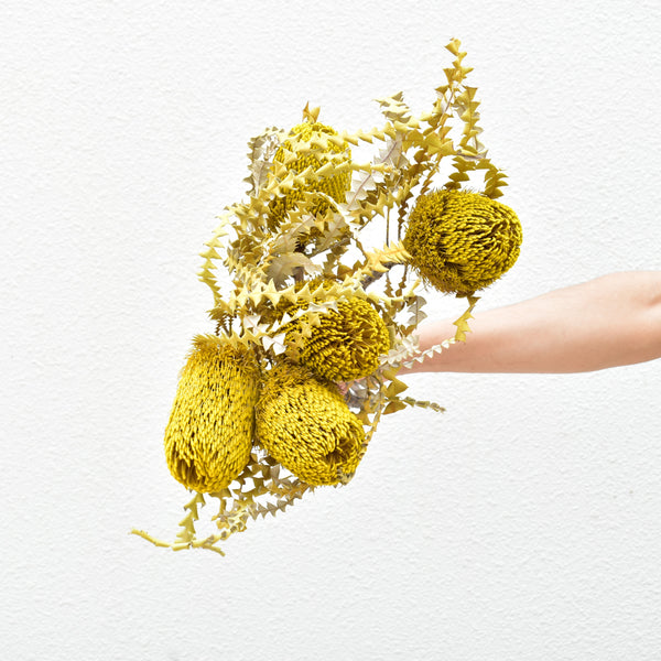 Banksias Preserved Preserved Flowers Dubai Flower Station