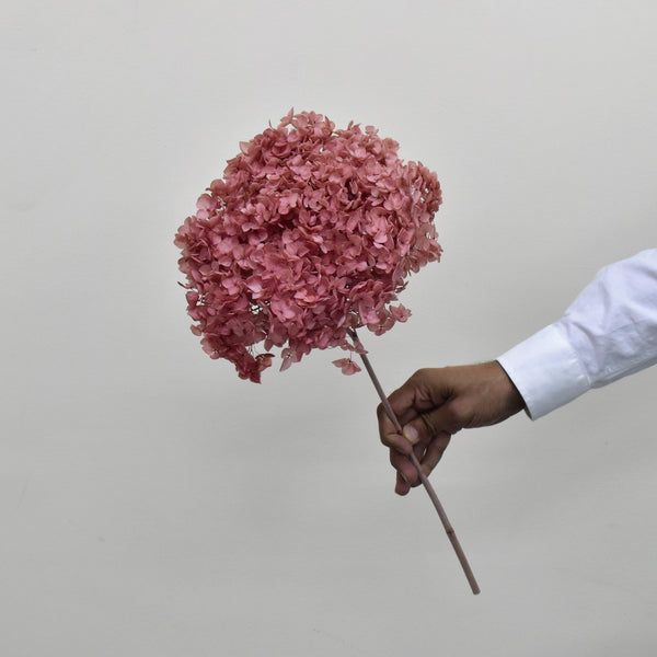 Preserved Hydrangeas Preserved Flowers Dubai Flower Station