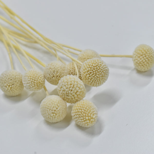 Preserved Craspedia Preserved Flowers Dubai Flower Station