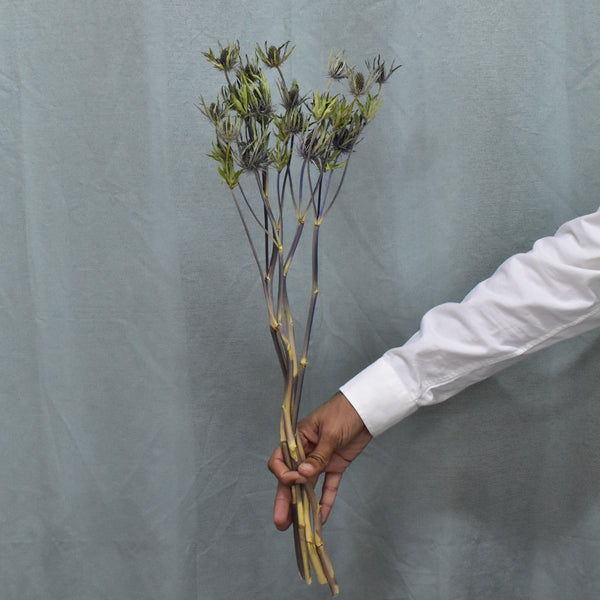 Preserved Eryngium Preserved Flowers Dubai Flower Station