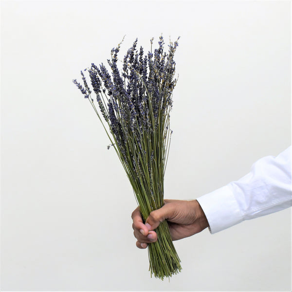 lavender plant dubai Dried Lavender Mini | Dried Flower Dubai