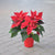 Poinsettia - Christmas Plant - Flower Station Dubai