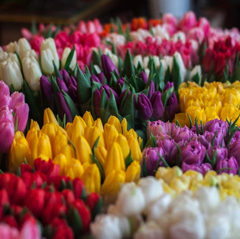 Make Every Occasion Special with Same Day Flower Delivery in Dubai