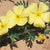 Unveiling the Beauty of Tribulus Omanese: The National Flower of the UAE