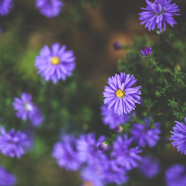 Number of Flowers and Meaning