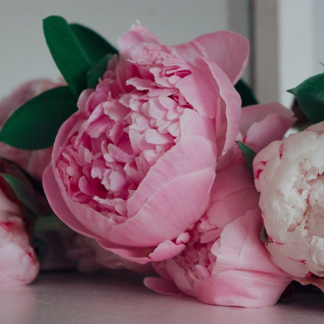 Peony Flowers: Exploring the Different Colors and Meanings