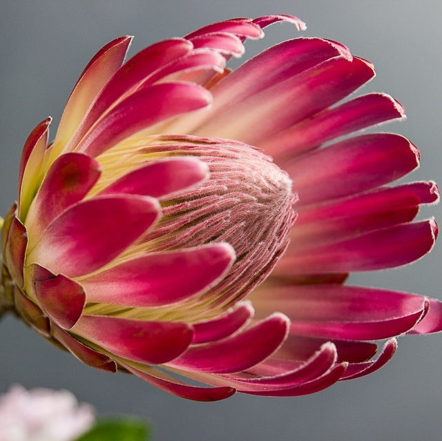 5 Exotic Flowers That Will Take Your Breath Away