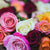 Meaning of roses colors 