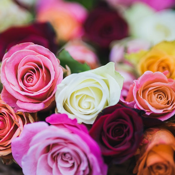 The Meaning of Rose Flowers: Colors and Symbolism