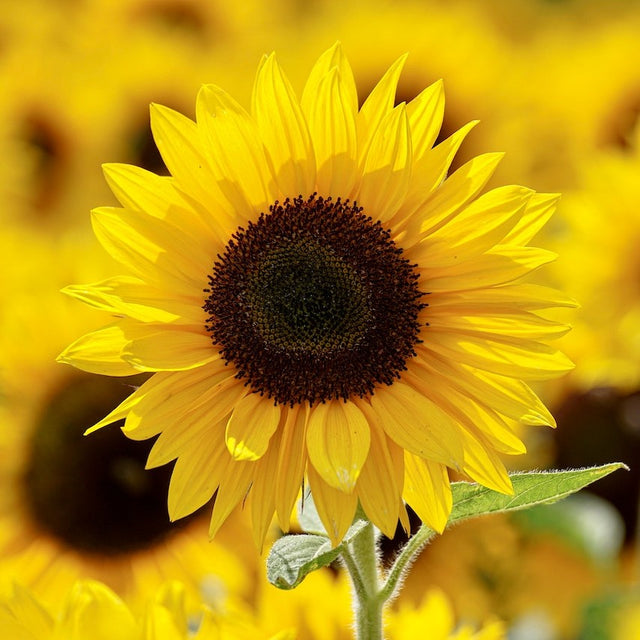The Symbolic Significance of Sunflowers