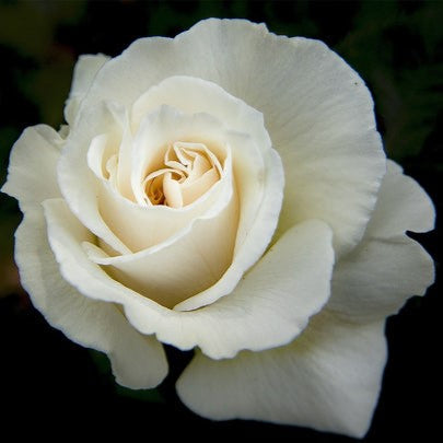 How To Incorporate White Roses Bouquets Into Home Décor?