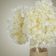 Dried Hydrangea in Vase - Flower Station Dubai