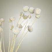 Dried Craspedia in Vase - Flower Station Dubai