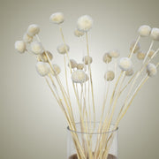 Dried Craspedia in Vase - Flower Station Dubai