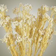Dried Rice flower in Vase