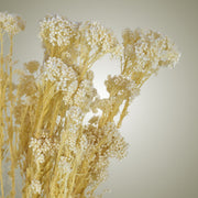 Dried Rice flower in Vase