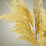 Pampas in Vase - Small - Flower Station Dubai