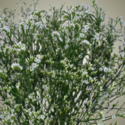 Dried Limonium in Vase