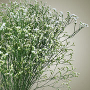 Dried Limonium in Vase