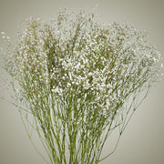 Dried Gypsophila in Vase - Flower Station Dubai