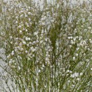 Dried Gypsophila in Vase - Flower Station Dubai