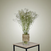 Dried Gypsophila in Vase - Flower Station Dubai