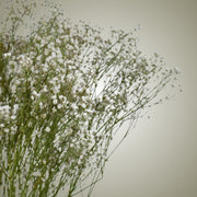 Dried Gypsophila in Vase - Flower Station Dubai