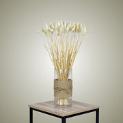 Lagurus Ovatus in Vase