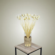 Phalaris in Vase