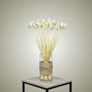 Phalaris in Vase