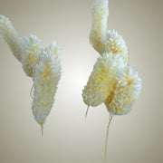 Phalaris in Vase