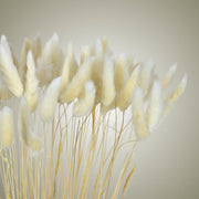 Lagurus Ovatus in Vase