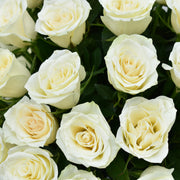 Pure Harmony - Flower Station Dubai