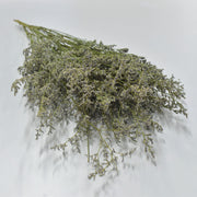 Limonium - Flower Station Dubai