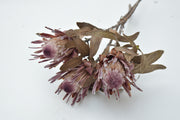Protea - Preserved - Flower Station Dubai