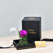 Dark Purple - Forever Rose - Flower Station Dubai