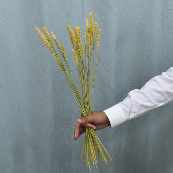 Preserved Wheat Preserved Flowers Dubai Flower Station