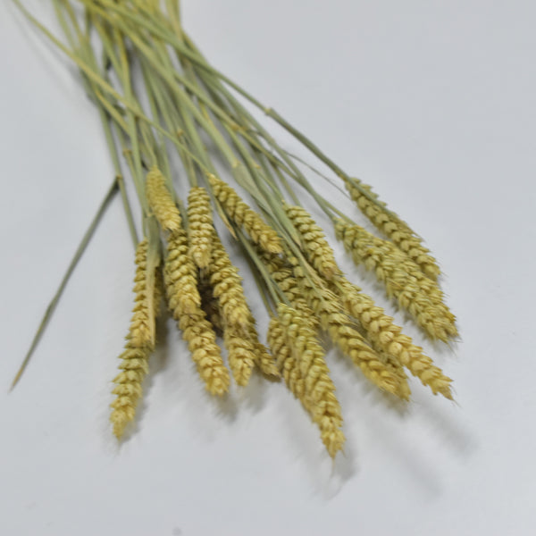 Wheat - Flower Station Dubai