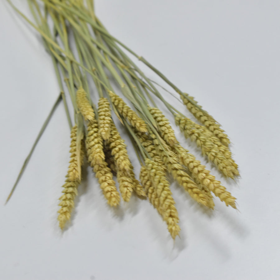 Wheat - Flower Station Dubai