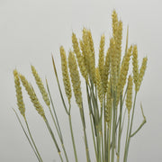 Wheat - Flower Station Dubai