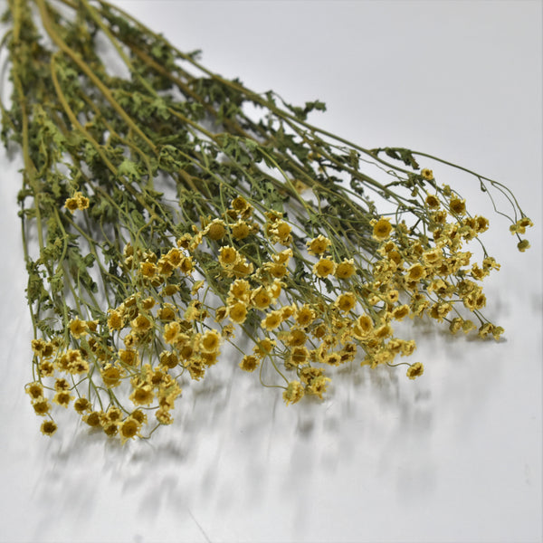 Chamomile - Preserved - Flower Station Dubai