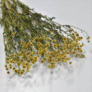 Chamomile - Preserved - Flower Station Dubai