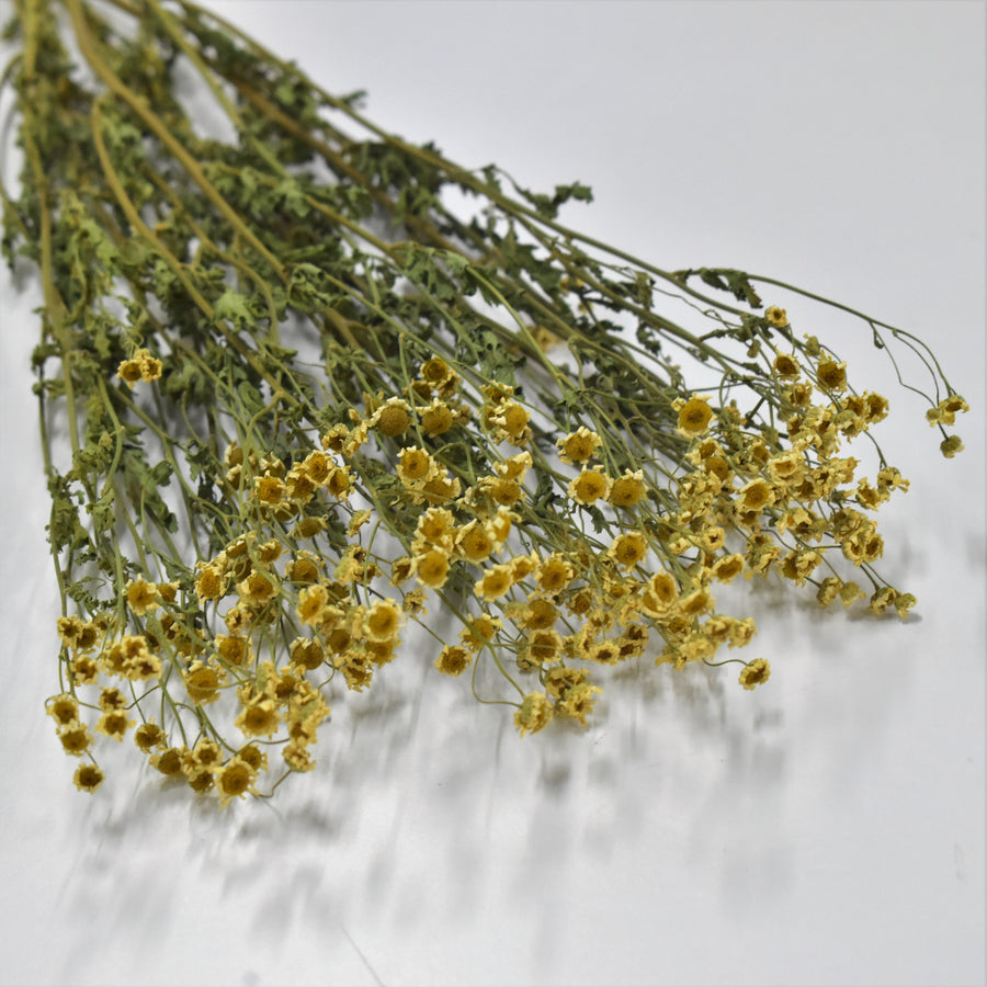 Chamomile - Preserved - Flower Station Dubai