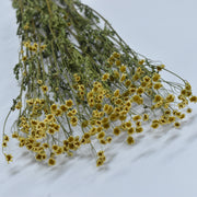 Chamomile - Preserved - Flower Station Dubai